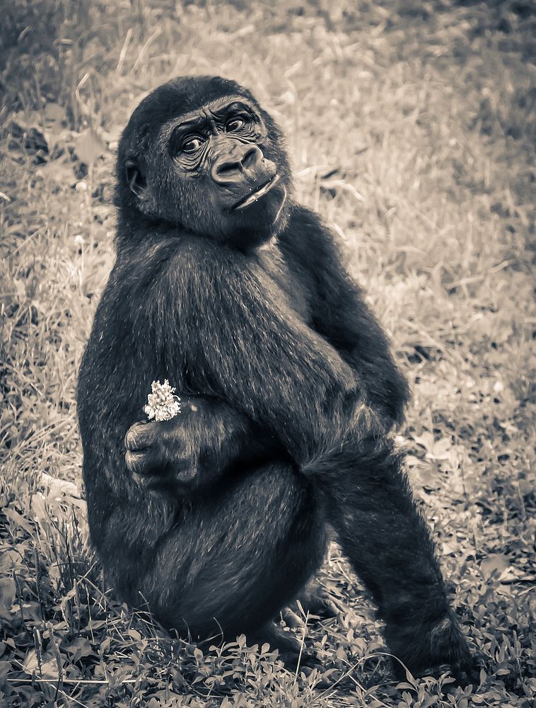 Free chimpanzee in forest photo, public domain animal CC0 image