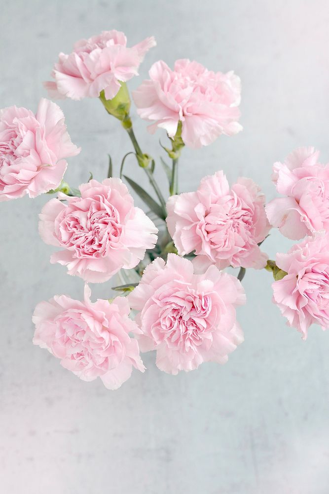 Free pink carnations image, public domain flower CC0 photo.