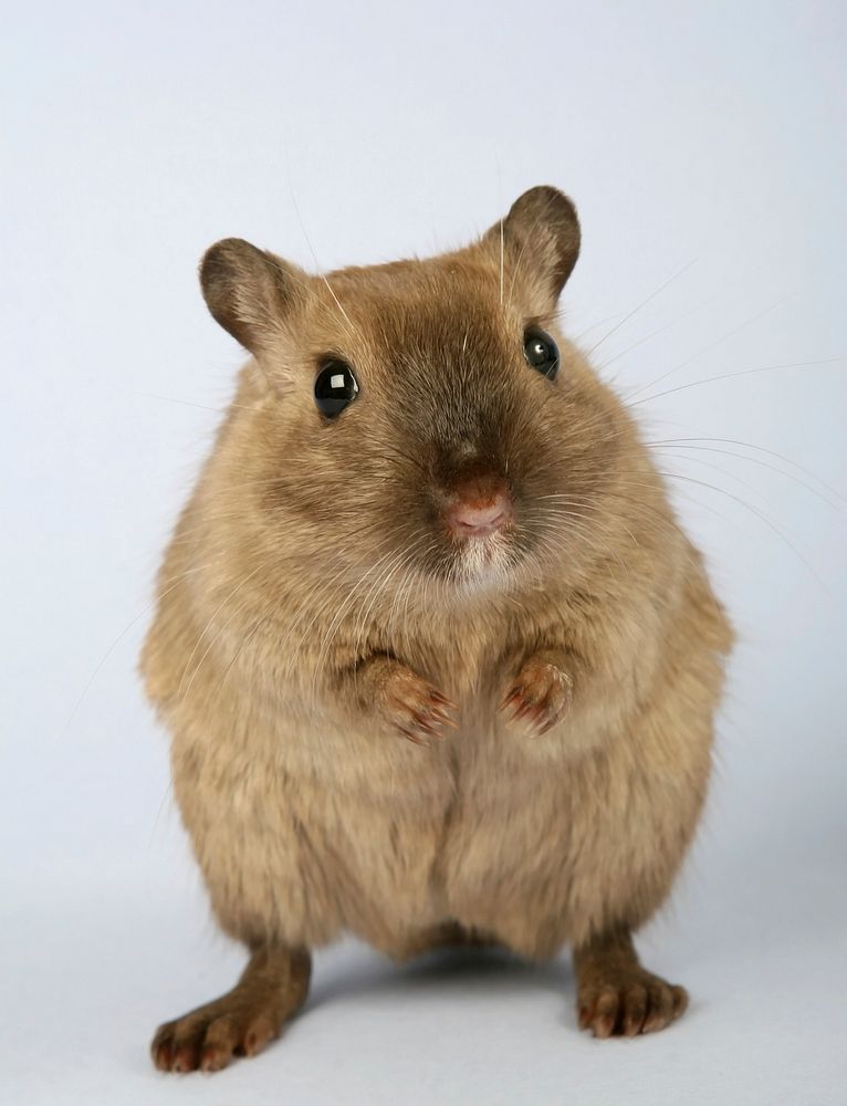 Free brown hamster on white background portrait photo, public domain animal CC0 image.