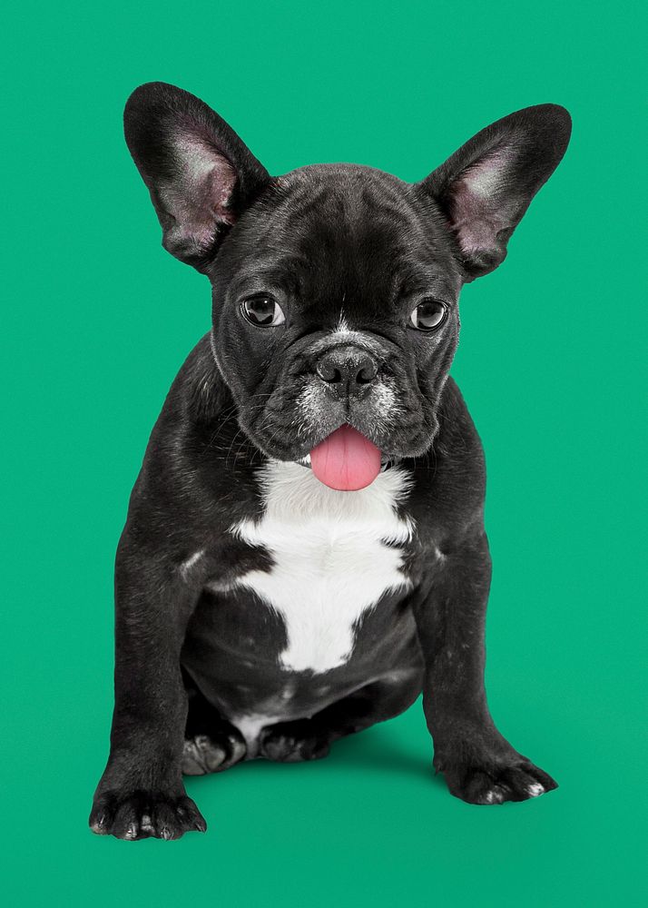 Dog sticker, cute French bulldog, animal psd