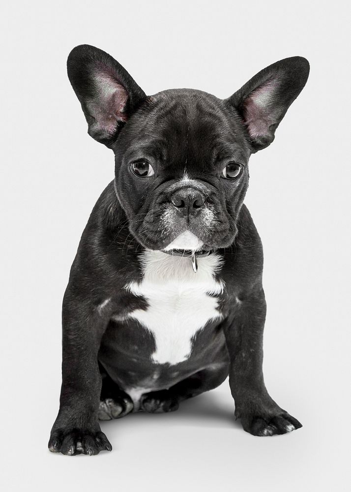 Cute French bulldog puppy sitting, white background