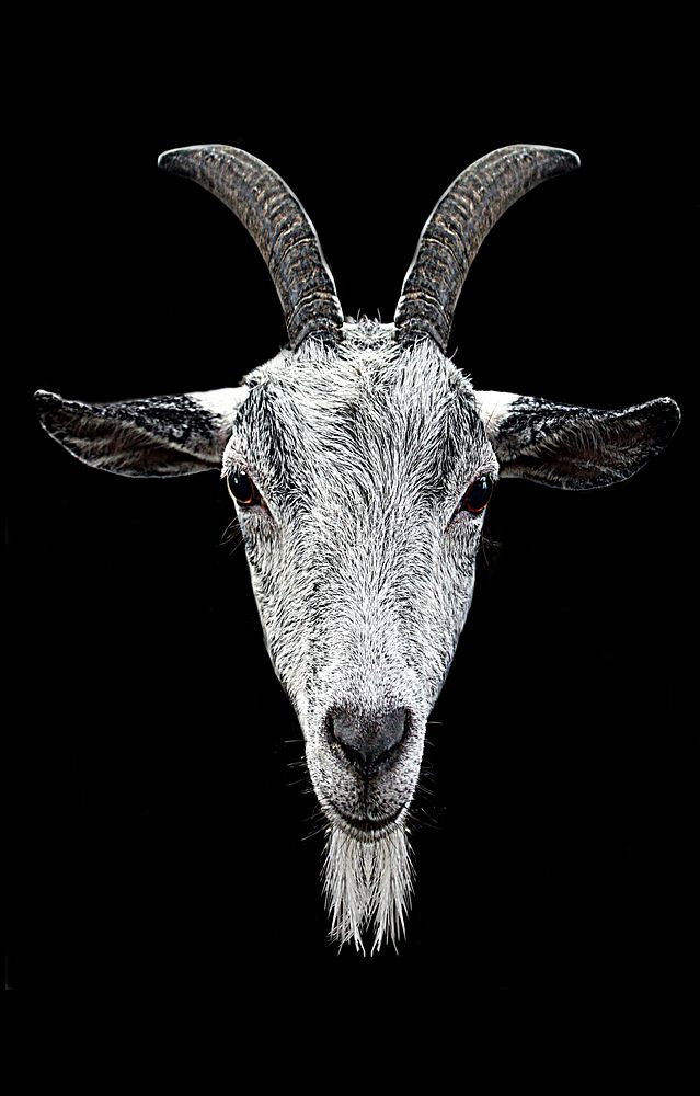 Free goat face on black background public domain CC0 photo.