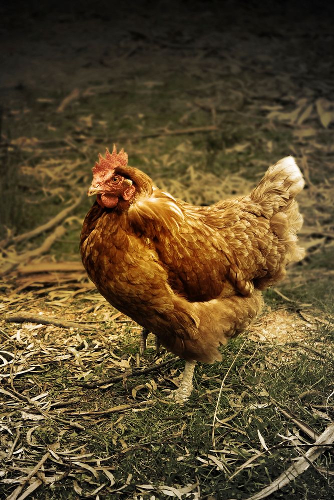 Free chicken image, public domain animal CC0 photo.