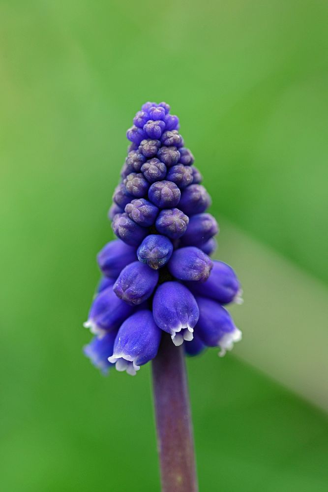 Free grape hyacinth image, public domain flower CC0 photo.