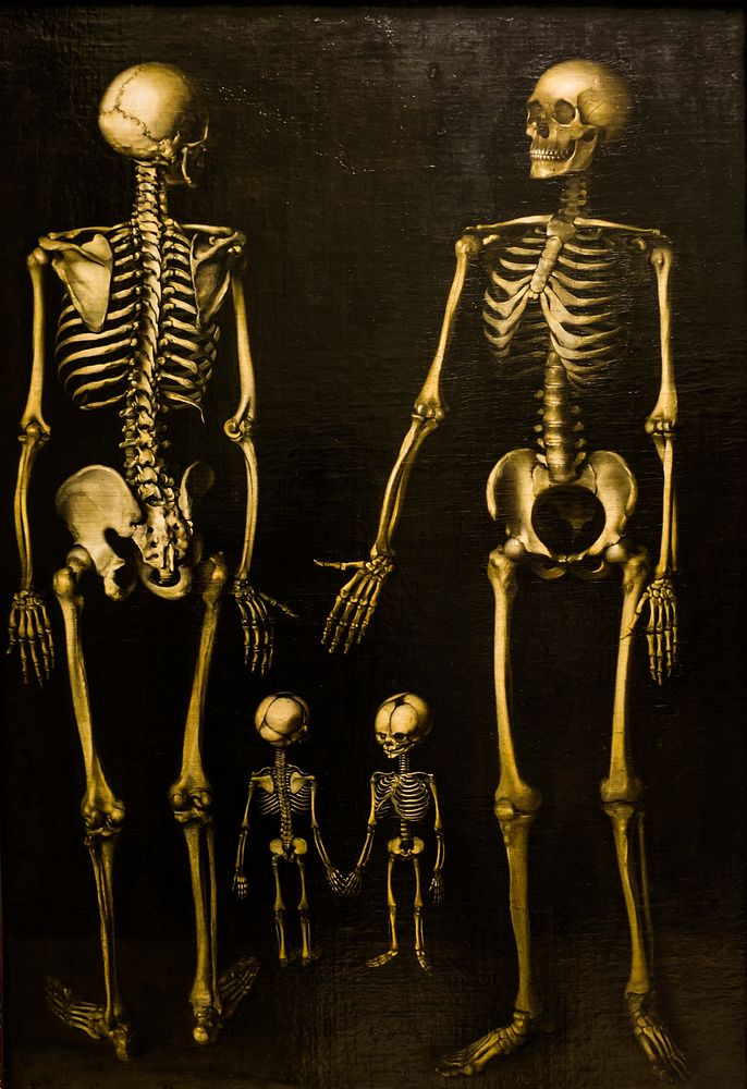 Free skeleton illustration image, public domain CC0 photo.