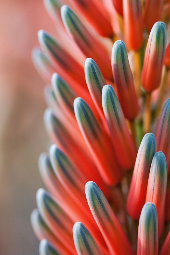 Free krantz aloe image, public domain flower CC0 photo.