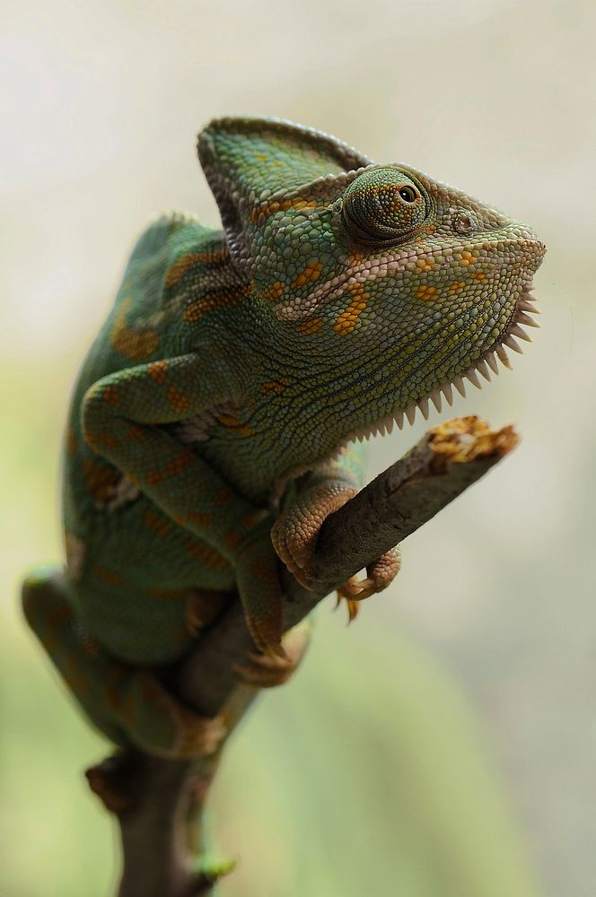 Free Iguana image, public domain reptile CC0 photo.