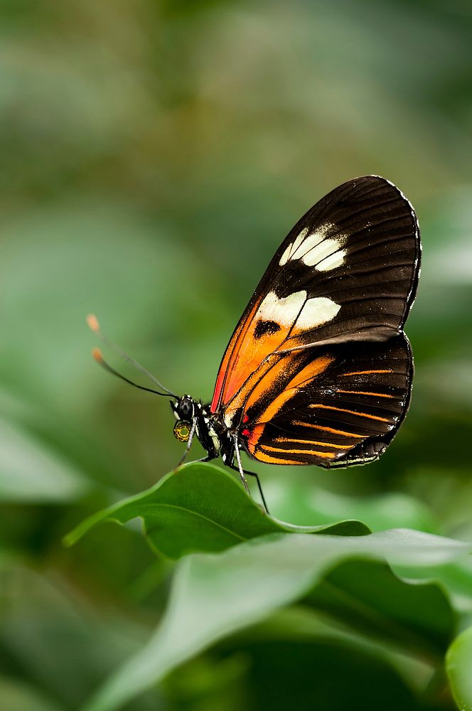 Free butterfly image, public domain animal CC0 photo.