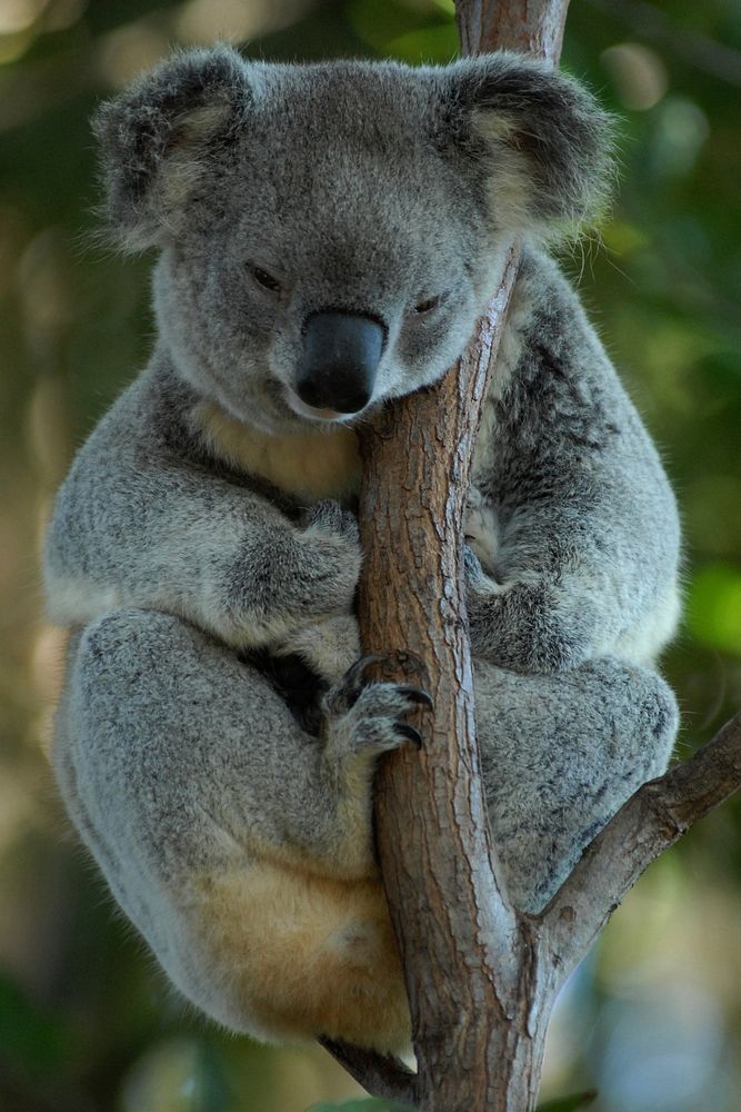 Free Koala image, public domain animal CC0 photo.