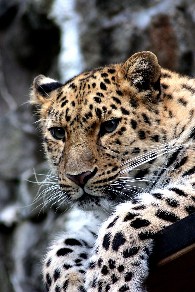 Free leopard image, public domain wild animal CC0 photo.