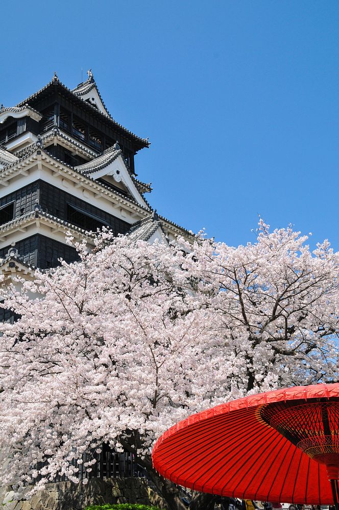 Free cherry blossom image, public domain flower CC0 photo.