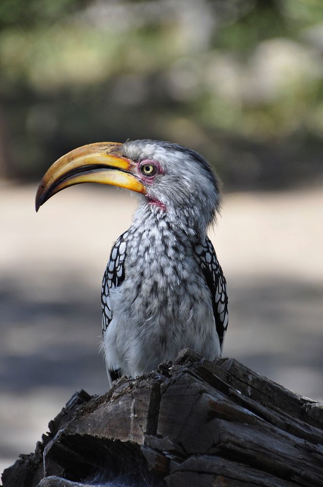 Free hornbill bird image, public domain animal CC0 photo.