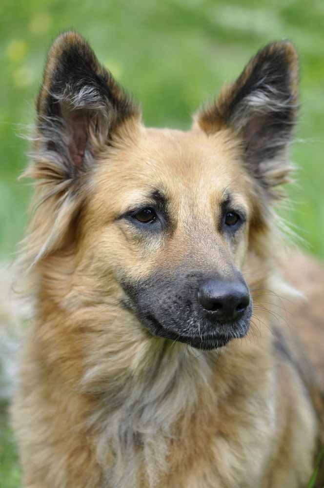 Free German shepherd dog image, public domain animal CC0 photo.