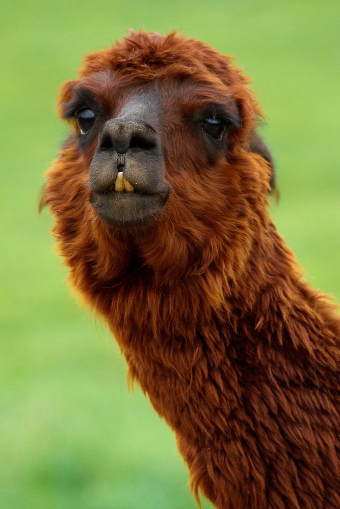 Free brown alpaca image, public domain animal CC0 photo.