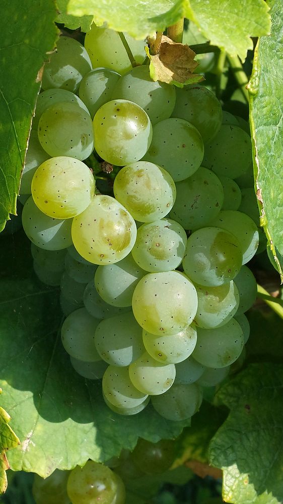 Free grape public domain fruit CC0 photo.