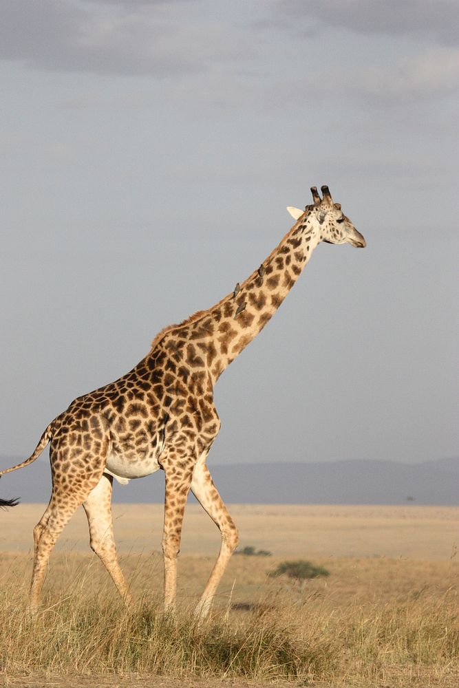 Free giraffe in the wild image, public domain CC0 photo.