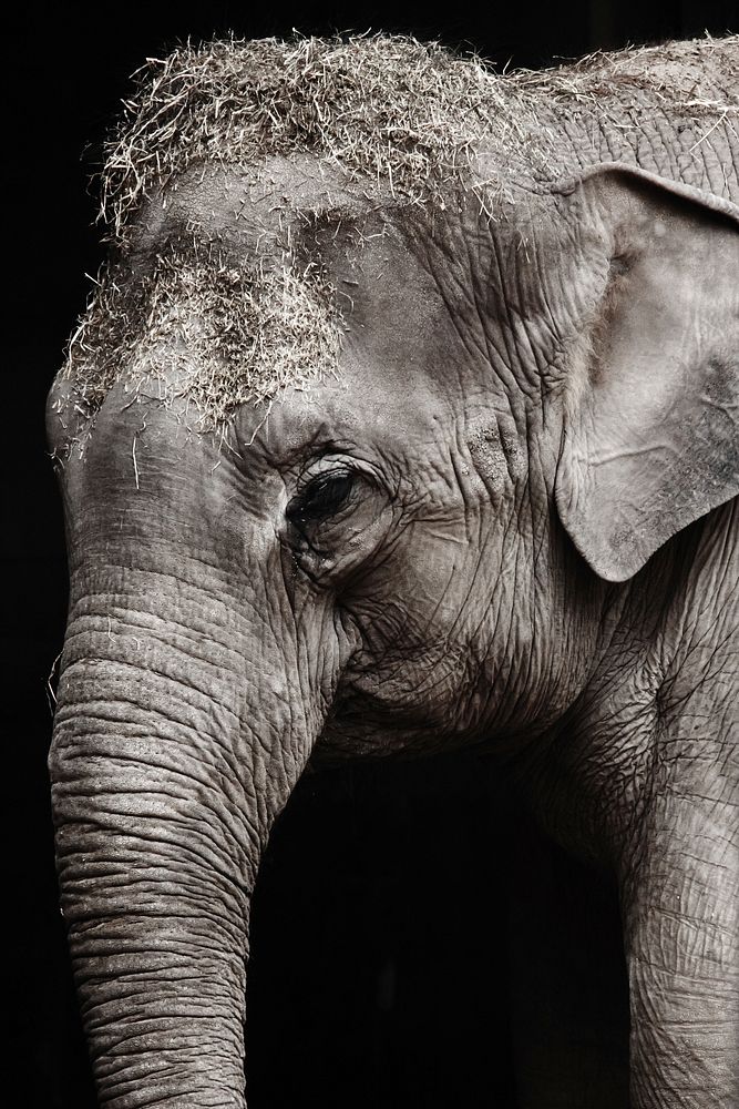 Free Indian elephant image, public domain wild animal CC0 photo.