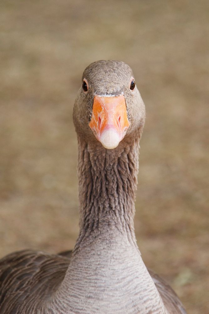 Free close up goose's head image, public domain animal CC0 photo.