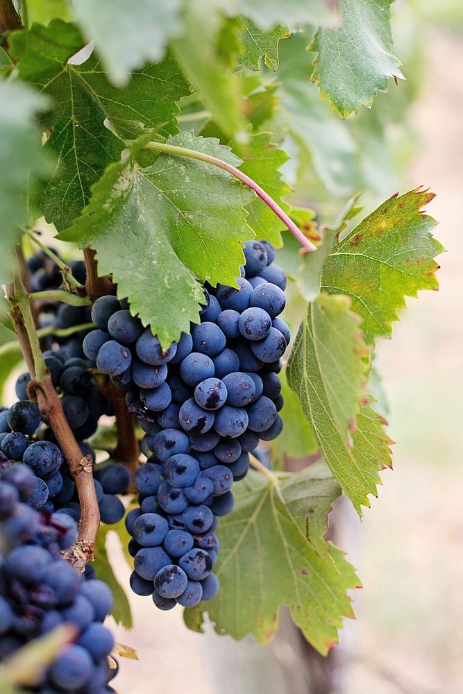 Free purple grape image, public domain fruit CC0 photo.