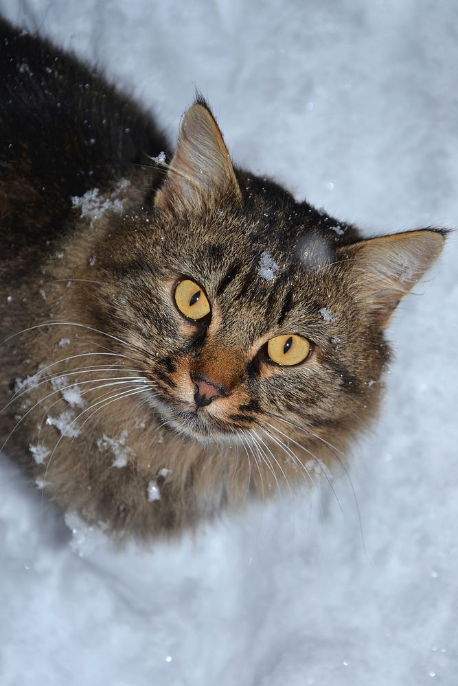 Free cute cat in the snow image, public domain CC0 photo.