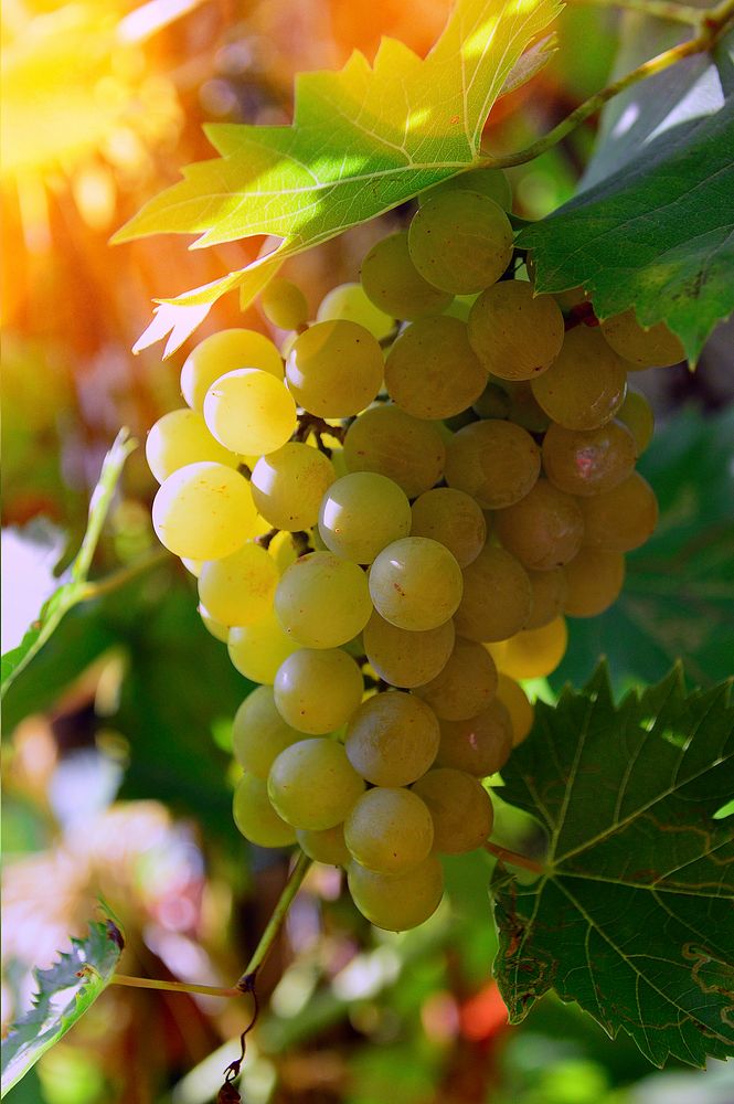 Free green grape image, public domain fruit CC0 photo.