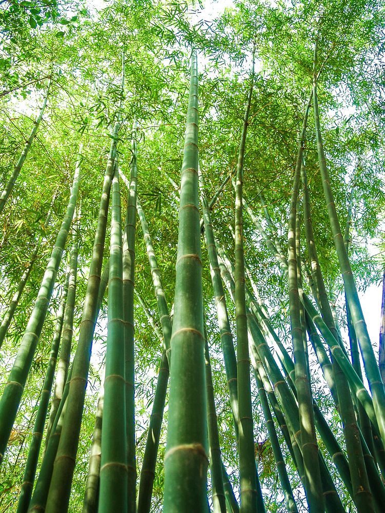 Bamboo forest background, free public domain CC0 photo.