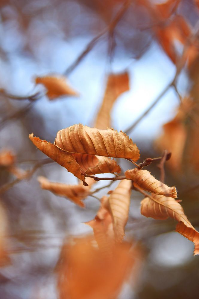 Nature scenery, forest,garden, green trees photo, free public domain CC0 image.