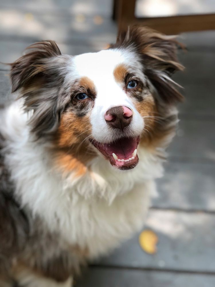 Free Australian shepherd dog image, public domain animal CC0 photo.