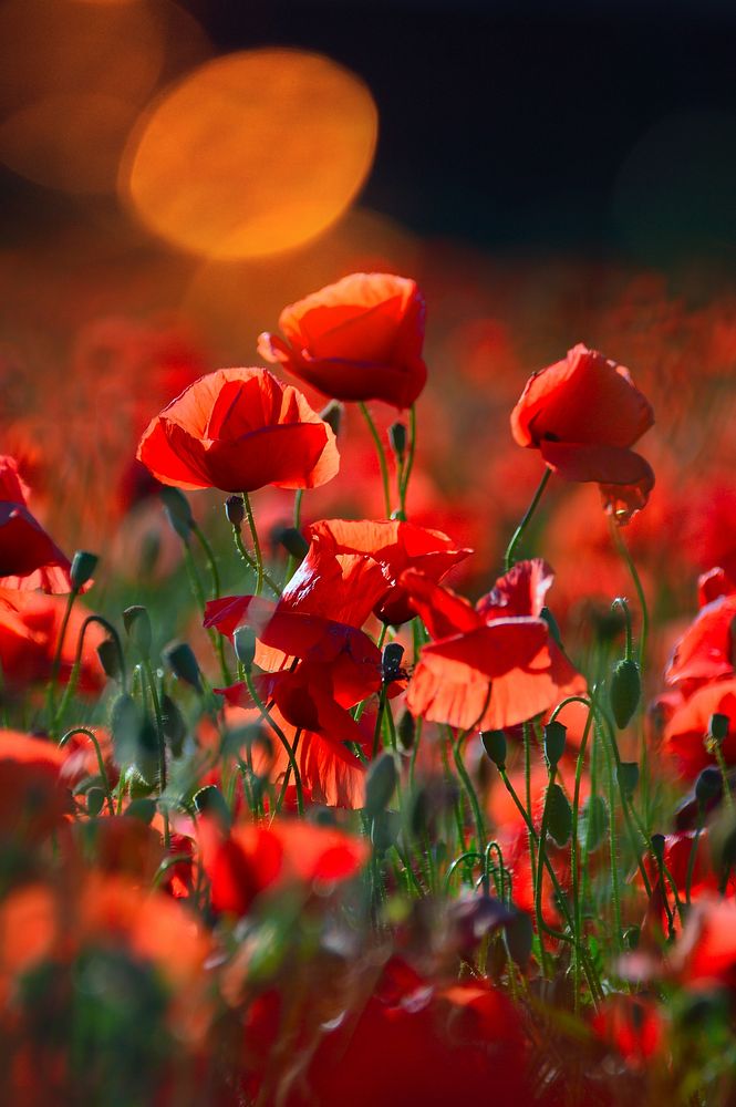 Free red poppy background image, public domain flower CC0 photo.