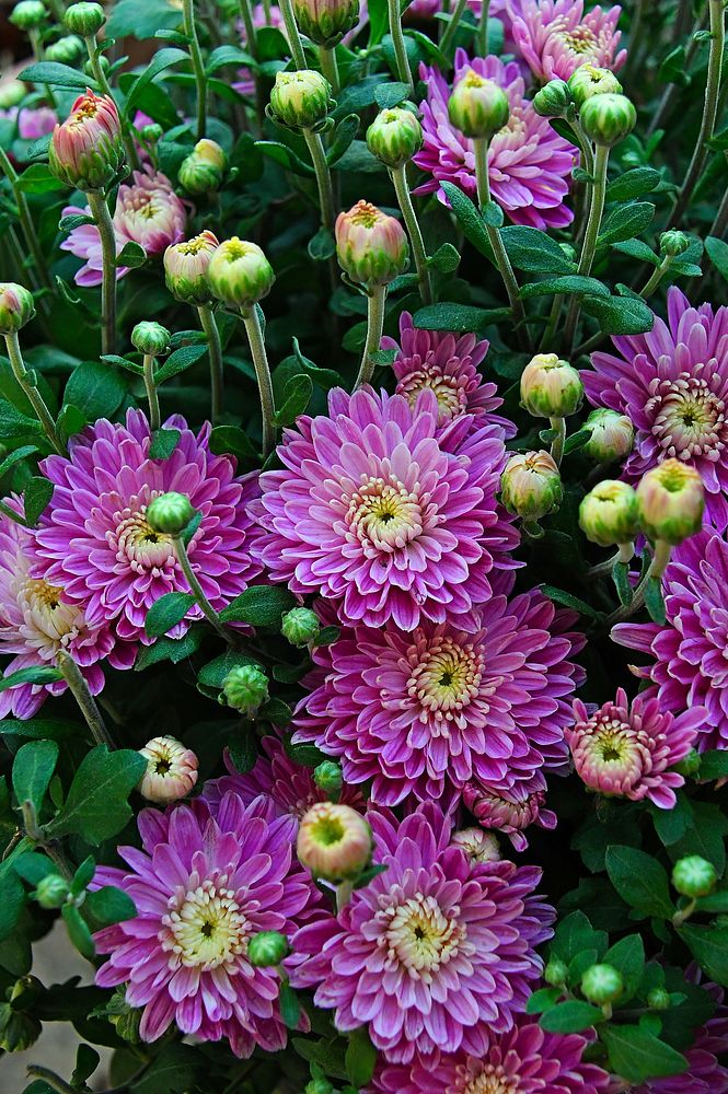 Free pink chrysanthemum image, public domain flower CC0 photo.