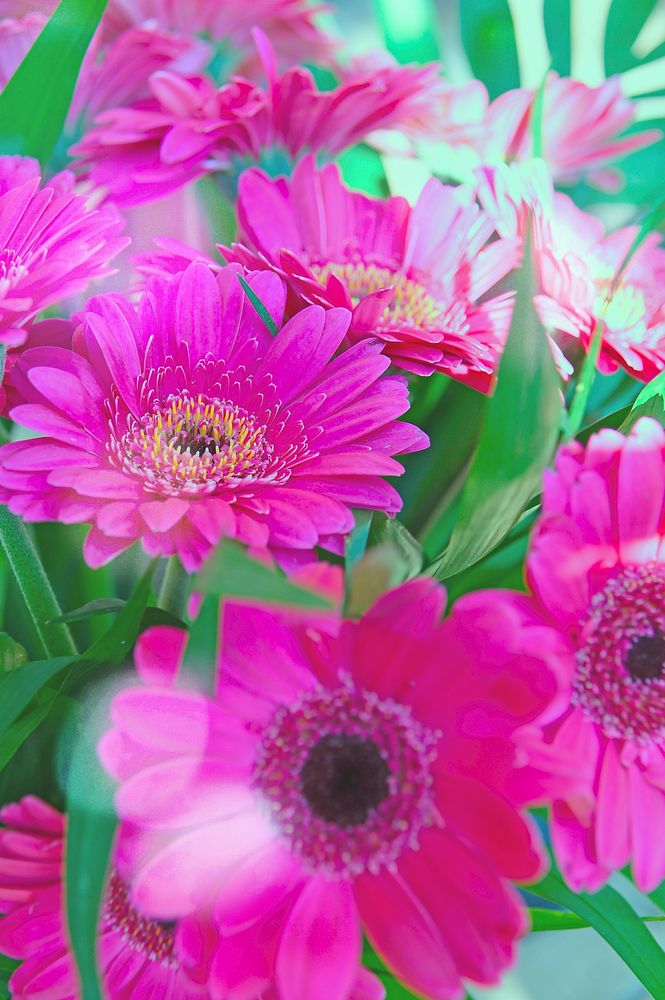 Free pink gerbera image, public domain flower CC0 photo.