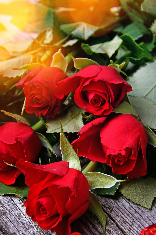 Free red rose background image, public domain flower CC0 photo.