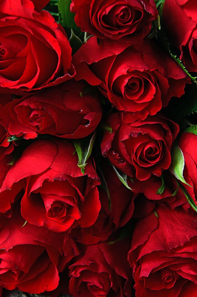 Free red rose background image, public domain flower CC0 photo.