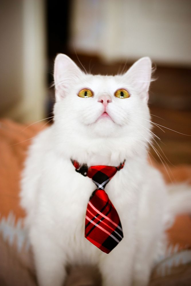 Free cute Siberian white cat image, public domain CC0 photo.
