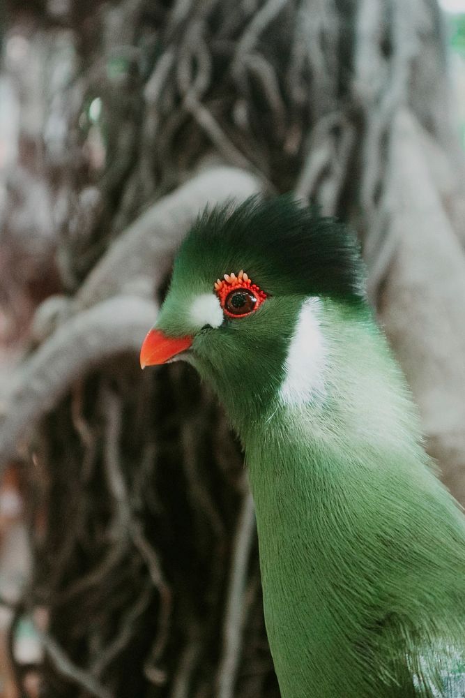 Free exotic pigeon close up portrait photo, public domain animal CC0 image.