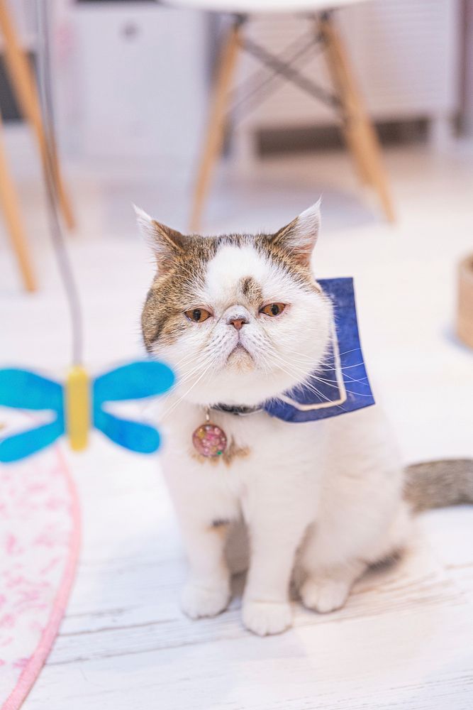 Free exotic shorthair cat in a cafe image, public domain CC0 photo.