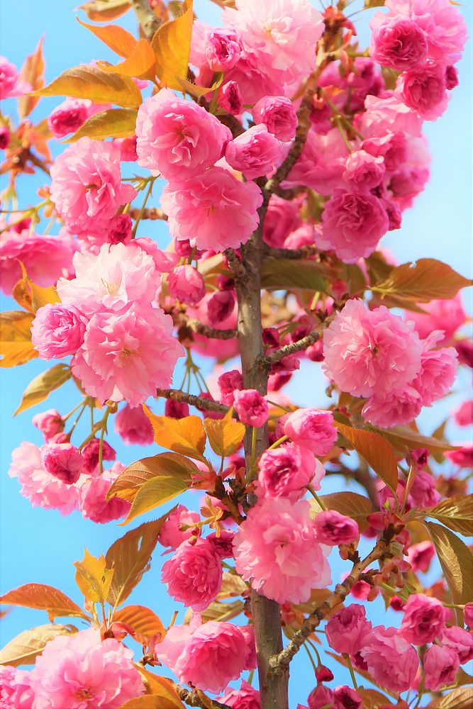 Free pink flower image, public domain flower CC0 photo.