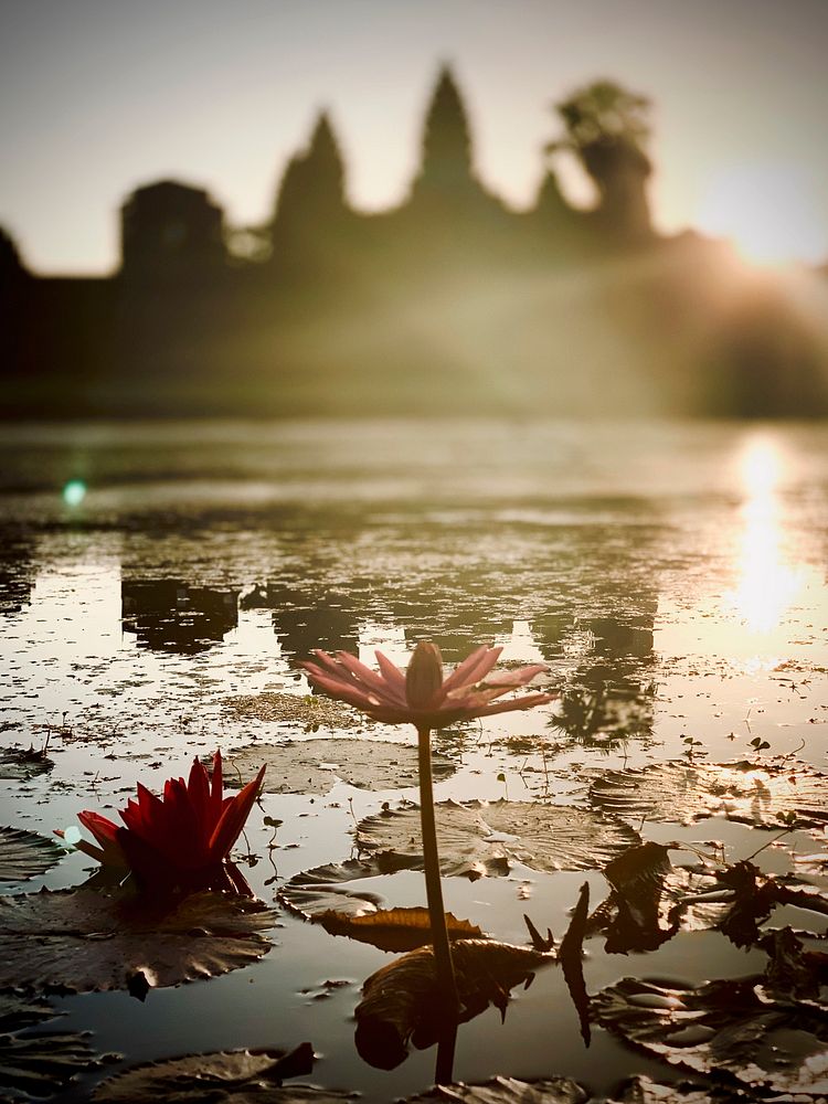 Free lotus pond image, public domain flower CC0 photo.