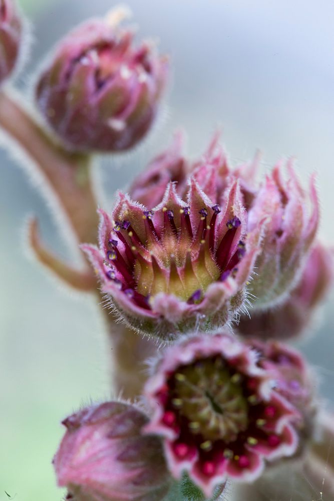 Free pink flower buds image, public domain macro shot CC0 photo.