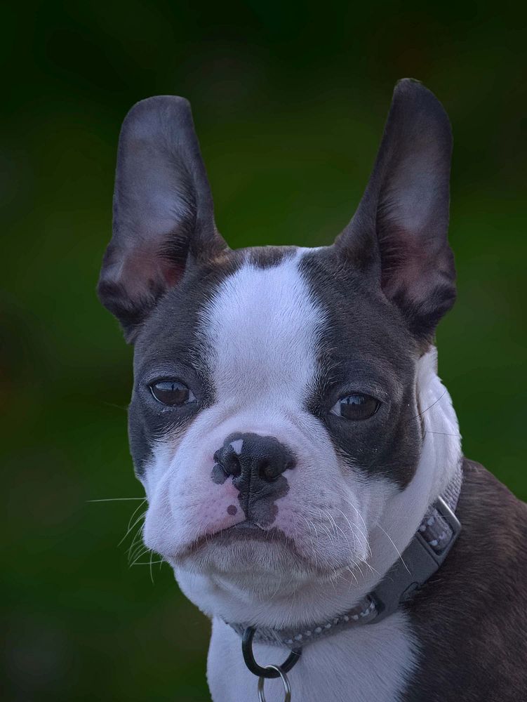 Free bulldog portrait image, public domain animal CC0 photo.