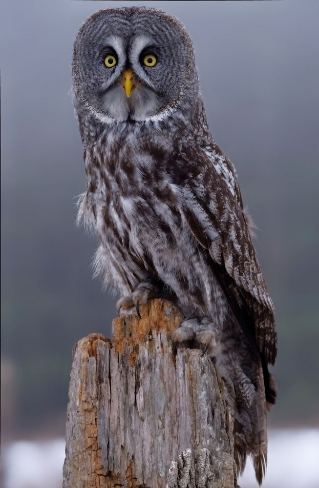 Free great grey owl on branch portrait photo, public domain animal CC0 image.