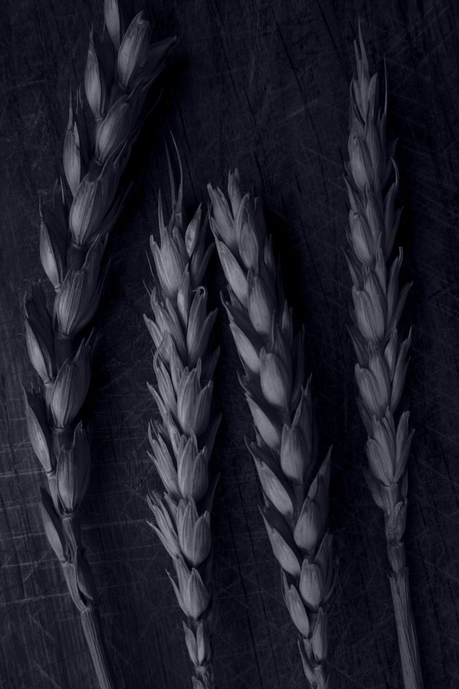 Free wheat image, public domain food CC0 photo.