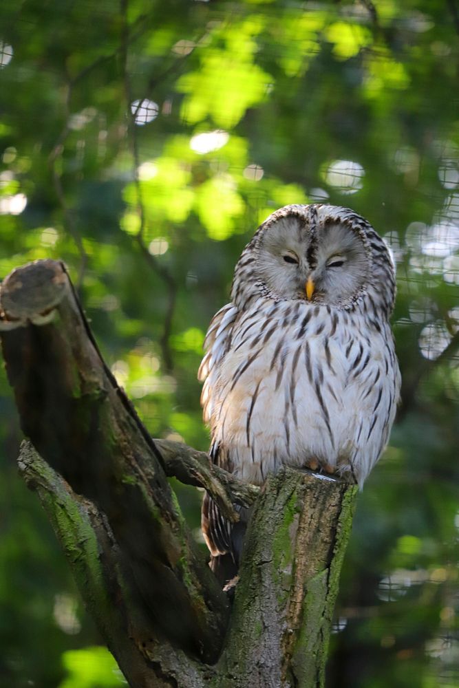 Free owl image, public domain animal CC0 photo.