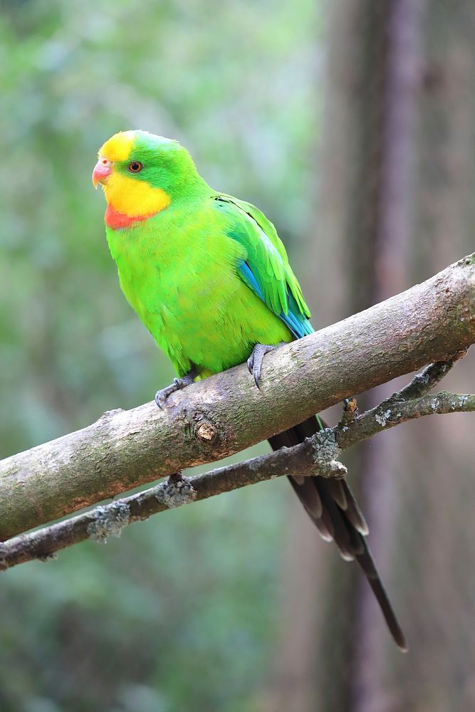 Free green parrot, parakeet on branch portrait photo, public domain animal CC0 image.
