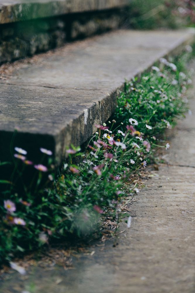 Free daisies image, public domain spring CC0 photo.