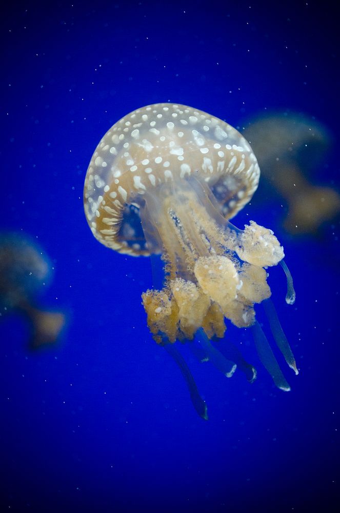 Free jelly fishes image, public domain yyy CC0 photo.