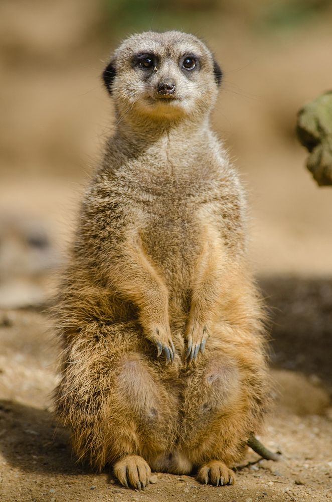 Free meerkat sitting on dirt floor image, public domain animal CC0 photo.