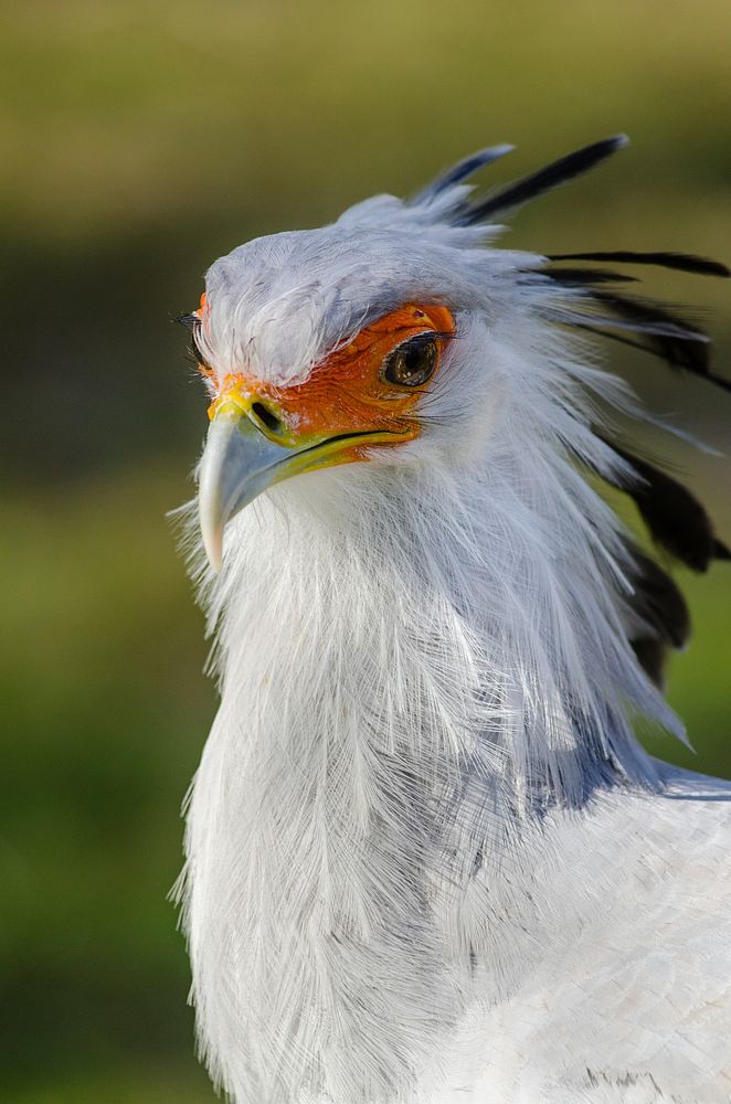 Free eagle image, public domain animal CC0 photo.