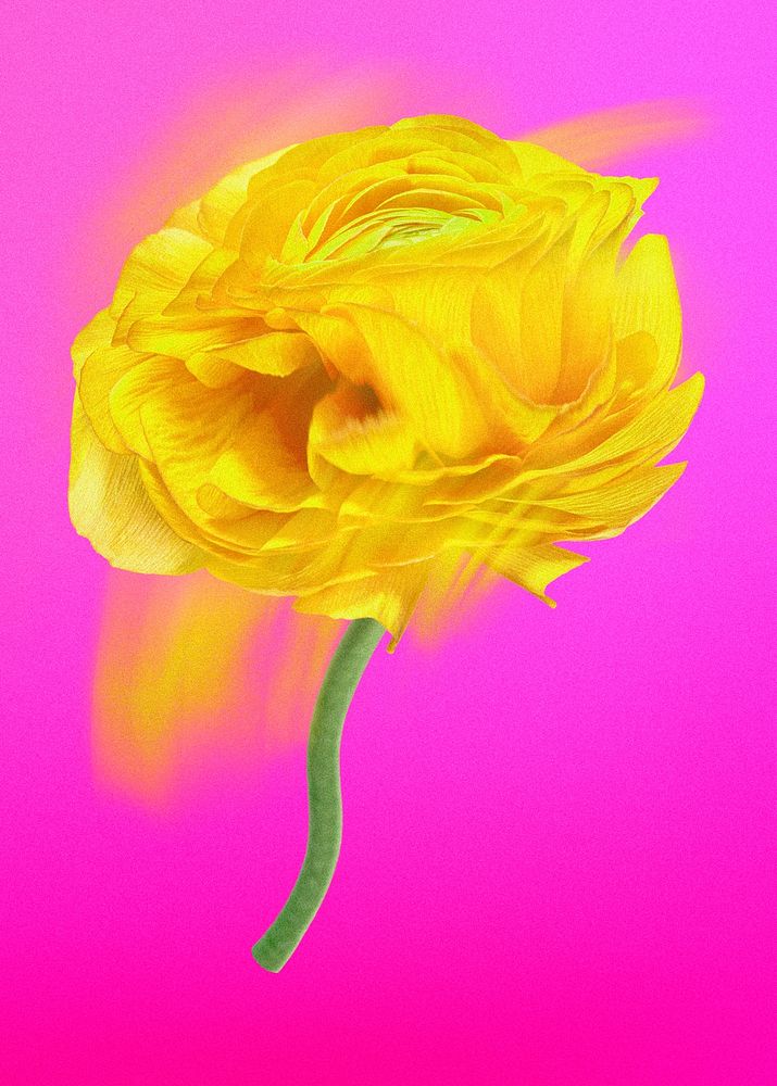 Buttercup flower PSD sticker, yellow trippy psychedelic art