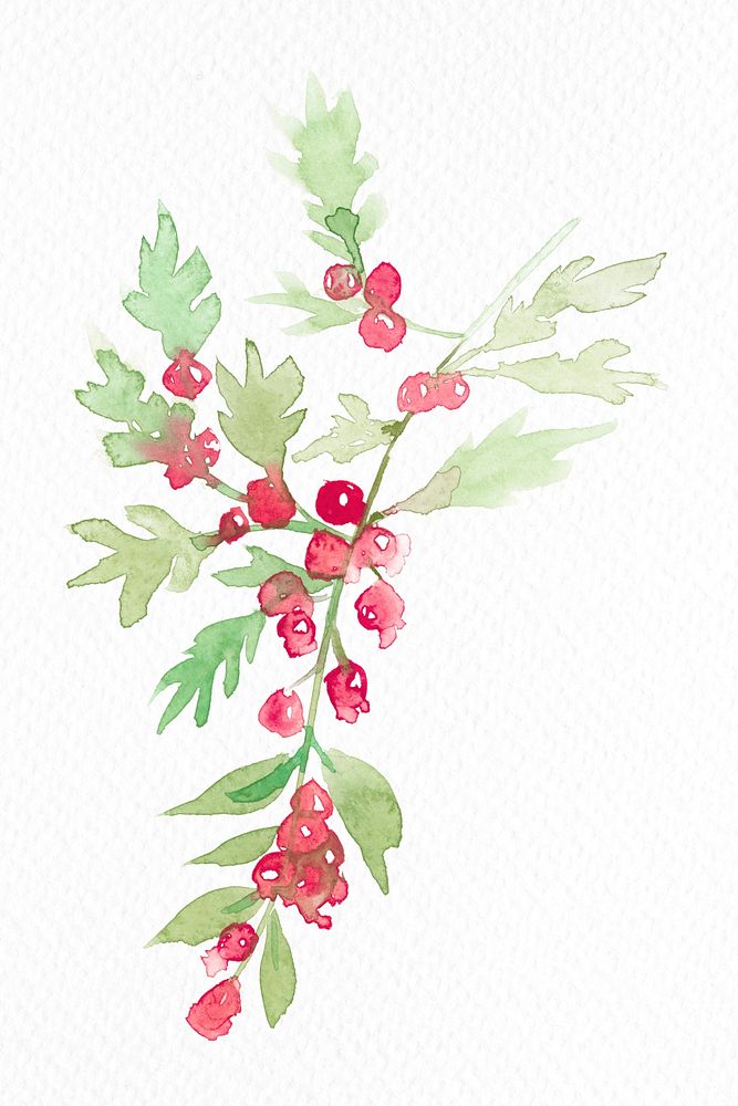 Winter redberry plant watercolor psd in redseasonal graphic